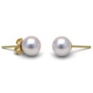 14k Gold White Akoya Pearl Stud Earrings 7-7.5 mm AA+ or AAA